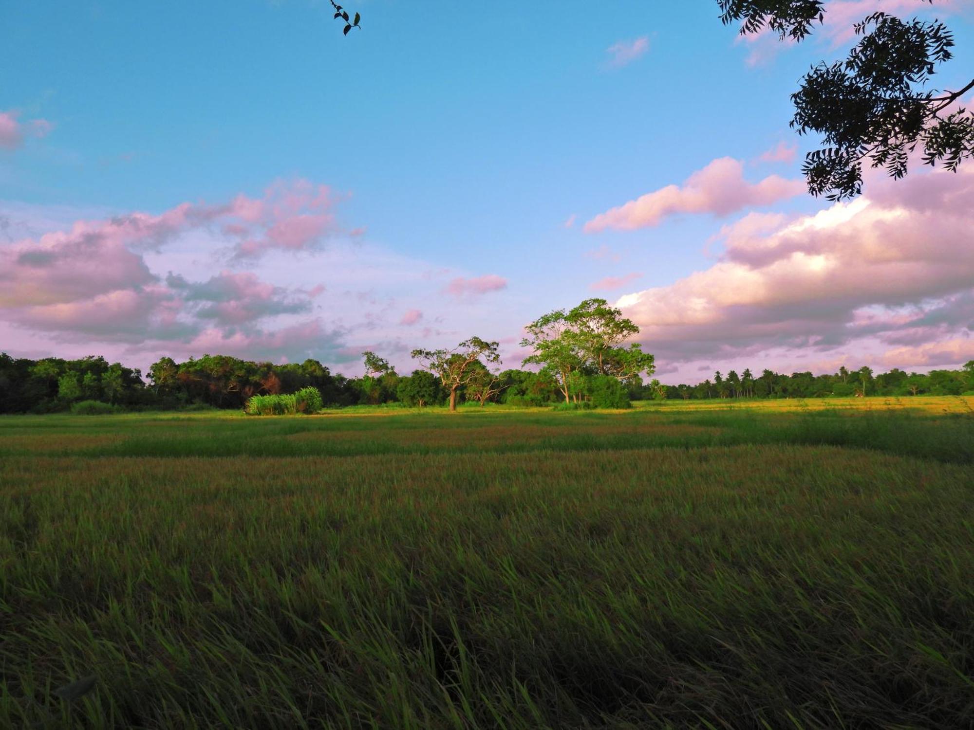 Green Sapphire Holiday Resort Wilpaththu Wilpattu Exterior foto
