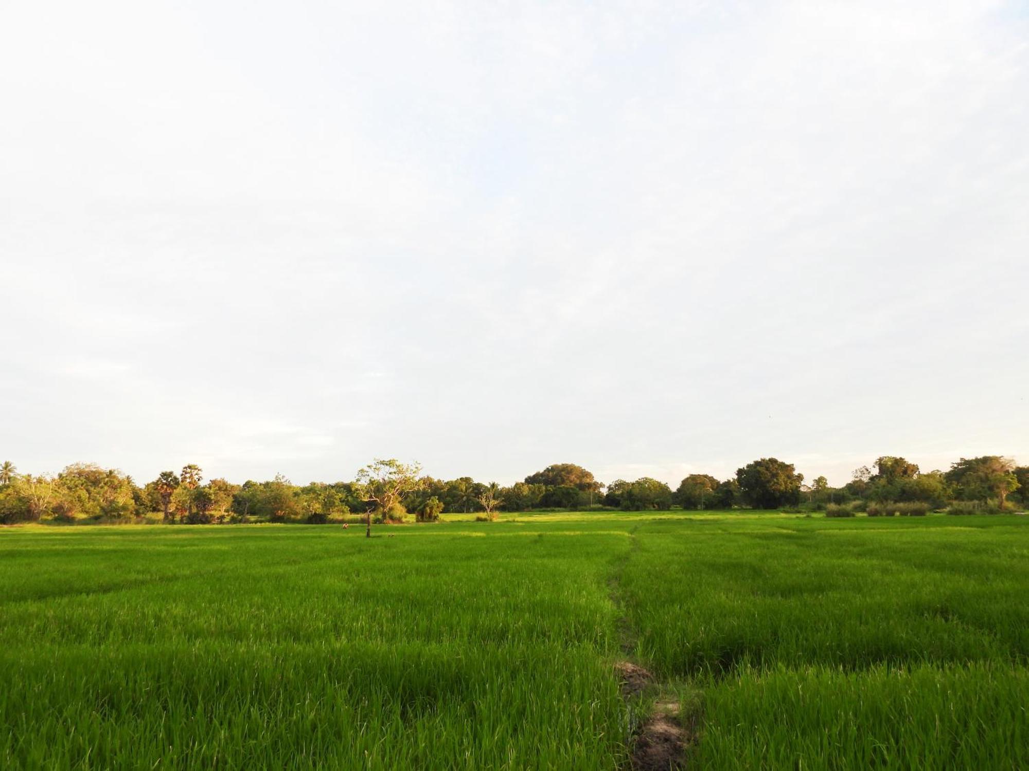 Green Sapphire Holiday Resort Wilpaththu Wilpattu Exterior foto