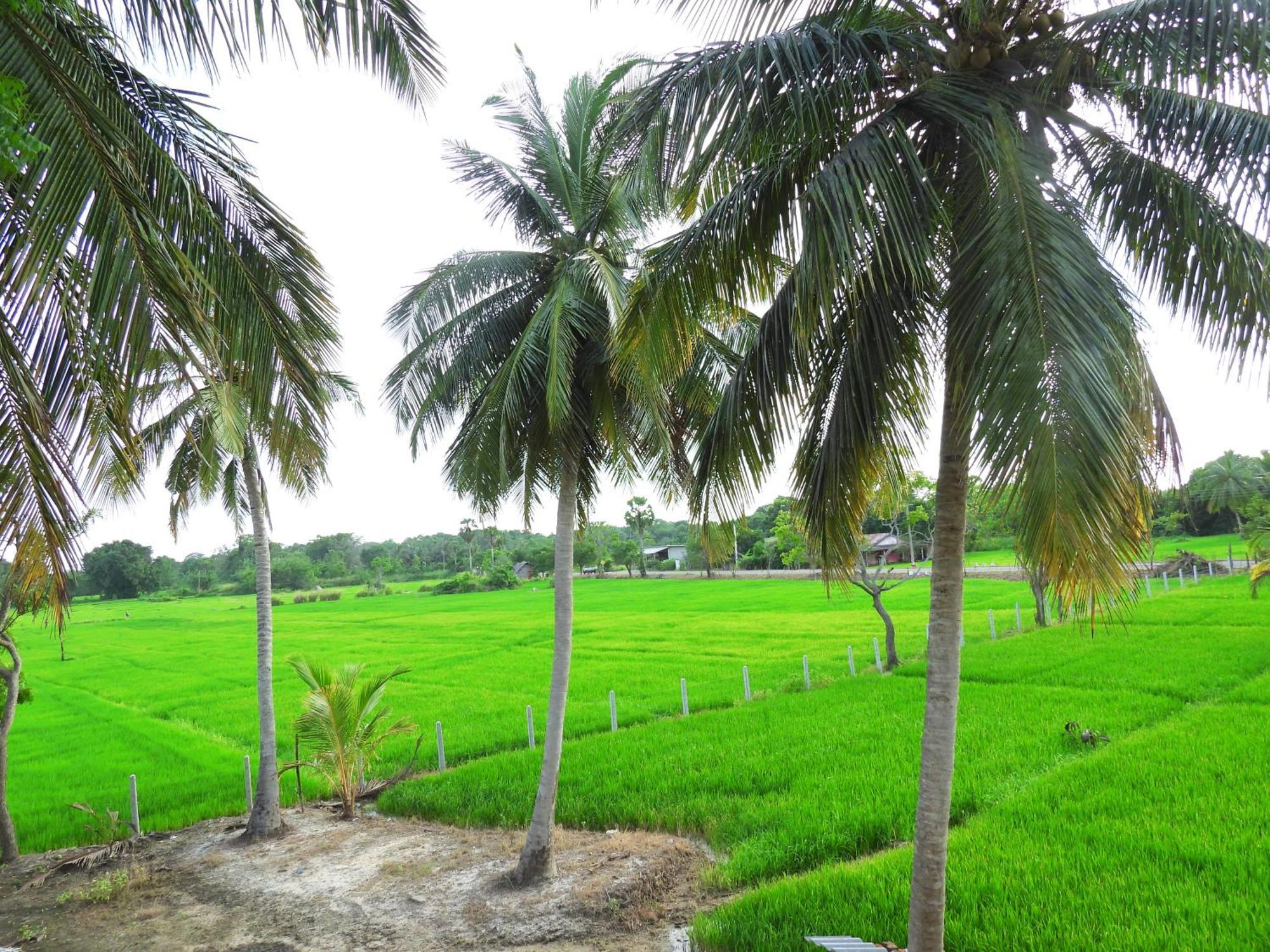 Green Sapphire Holiday Resort Wilpaththu Wilpattu Exterior foto