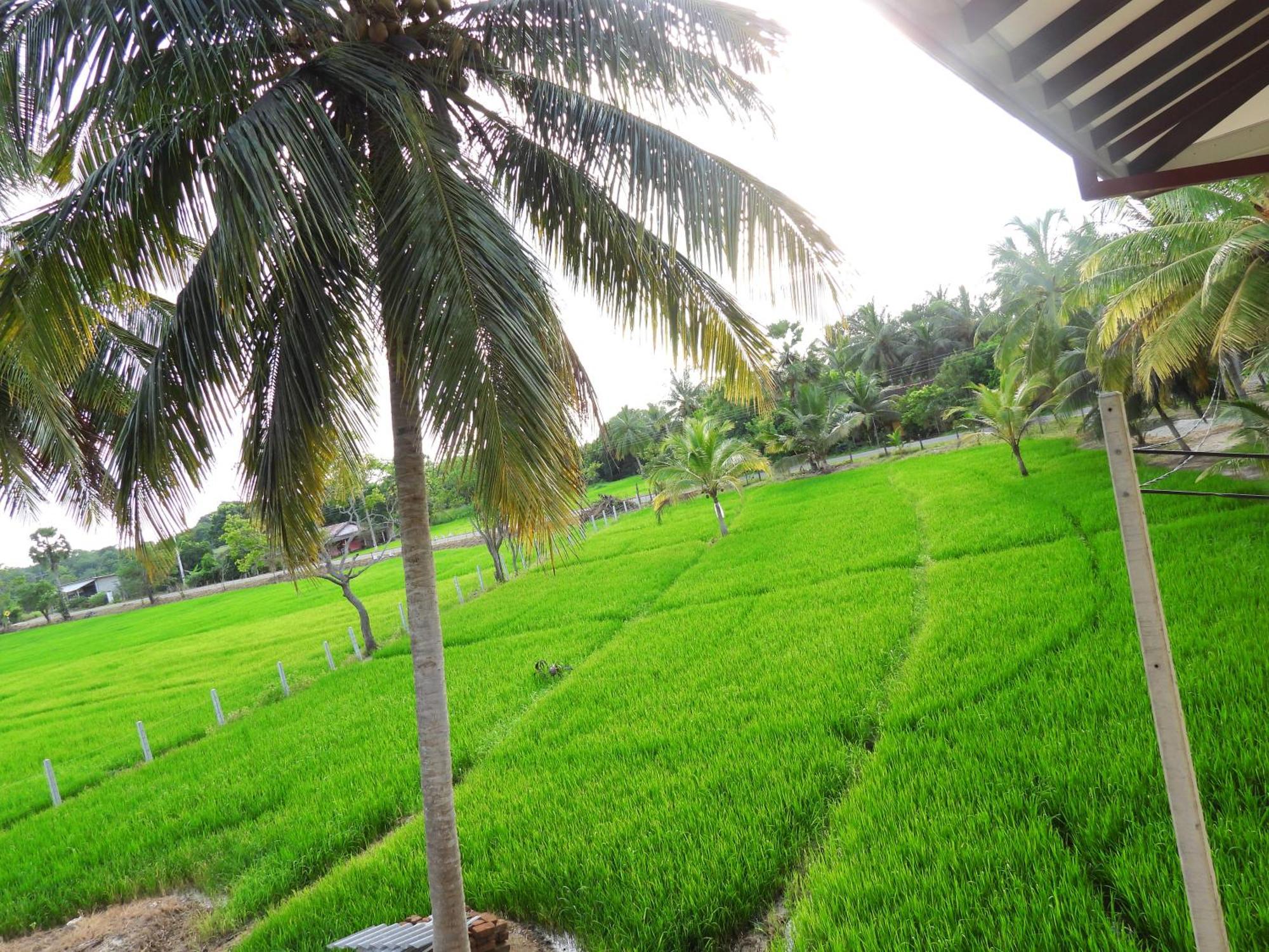 Green Sapphire Holiday Resort Wilpaththu Wilpattu Exterior foto