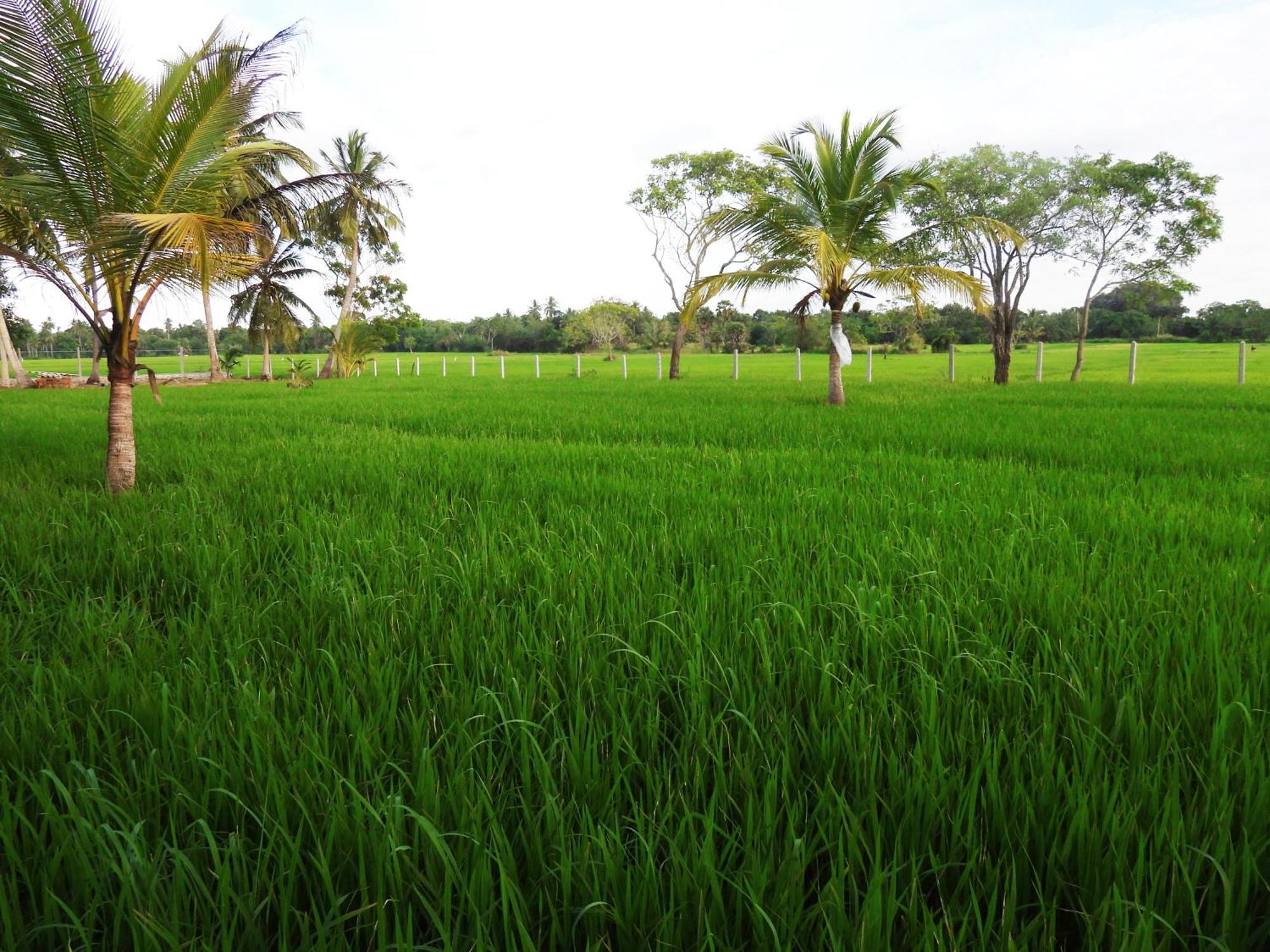 Green Sapphire Holiday Resort Wilpaththu Wilpattu Exterior foto