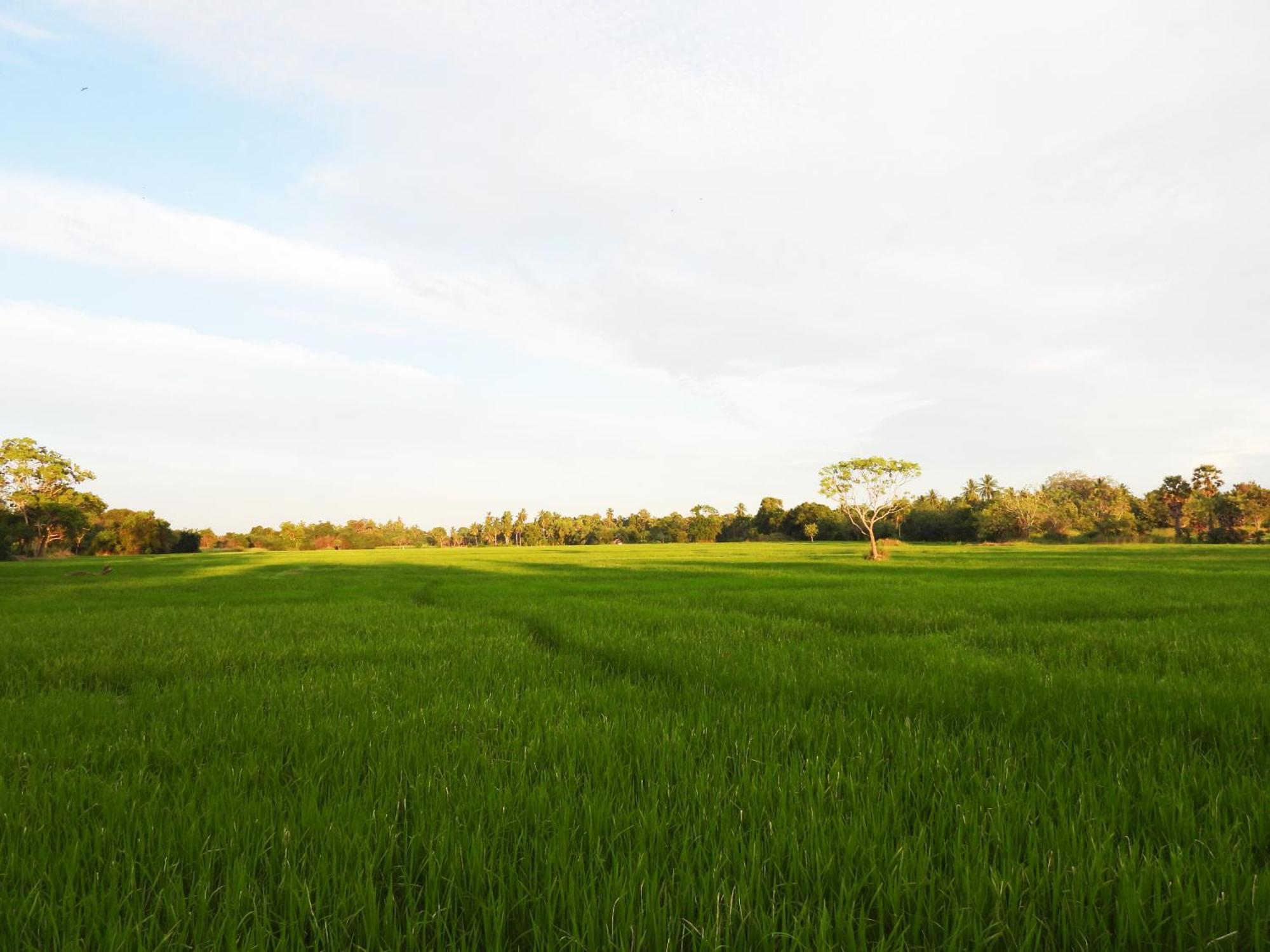 Green Sapphire Holiday Resort Wilpaththu Wilpattu Exterior foto